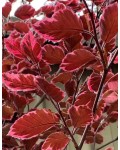 Бук лісовий Пурпуреа Триколор | Fagus sylvatica Purpurea Tricolor | Бук лесной Атропуницеа Пурпуреа